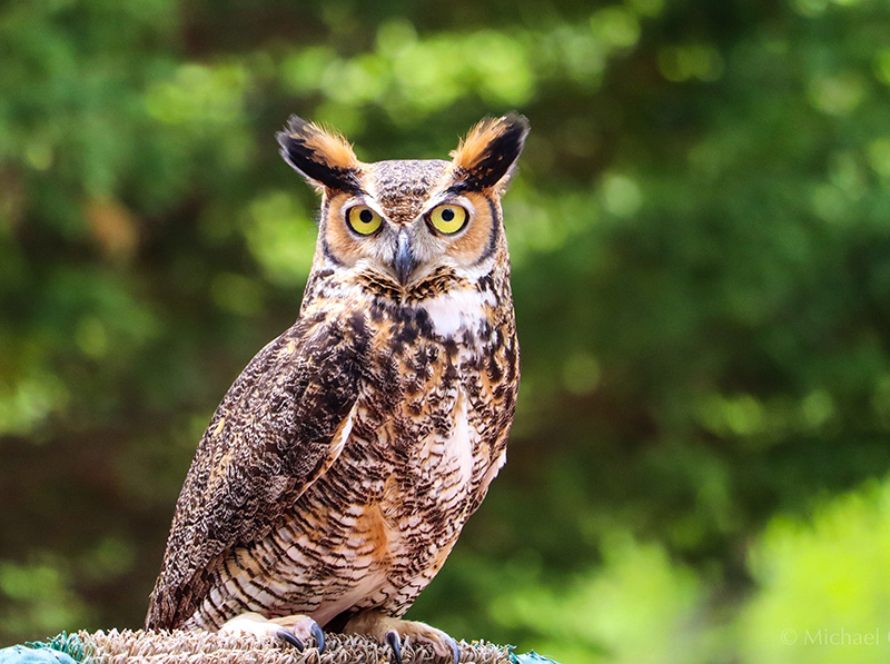 A great horned owl on a perch